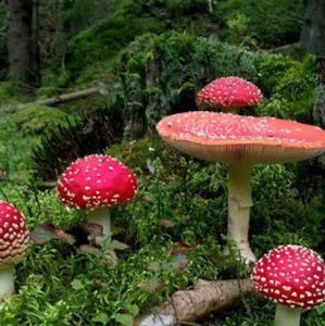 Meet your Posher, Zoey